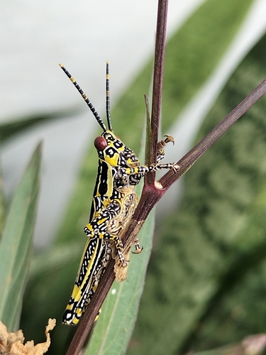 Variegated grasshopper