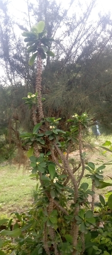 Crown-of-Thorns
