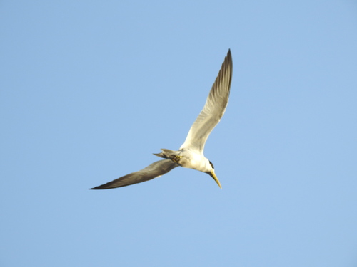 Large-billed Tern