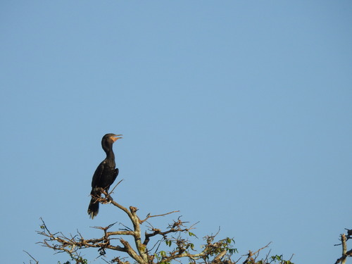 Neotropic Cormorant