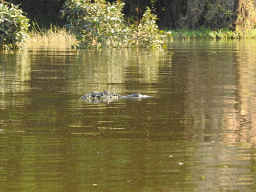 Black Caiman
