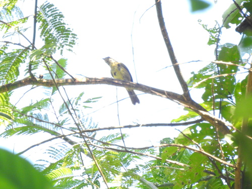 White-shouldered Tanager