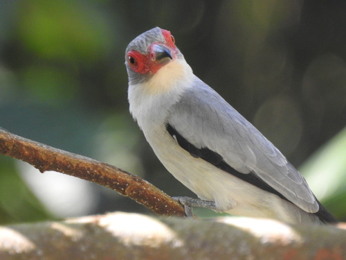 Masked Tityra