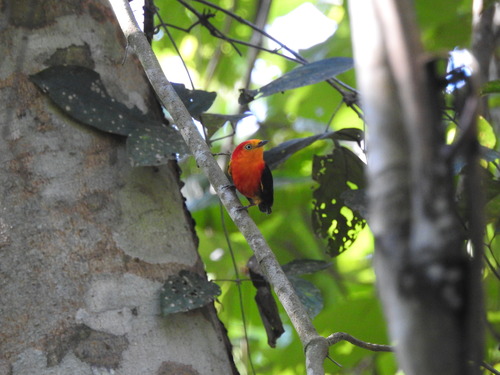 Crimson-hooded Manakin