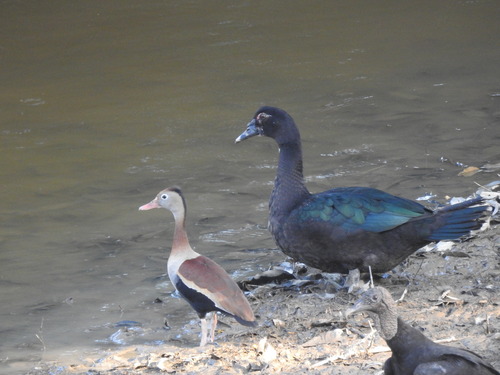 Black-bellied Whistling-Duck