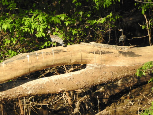Sunbittern