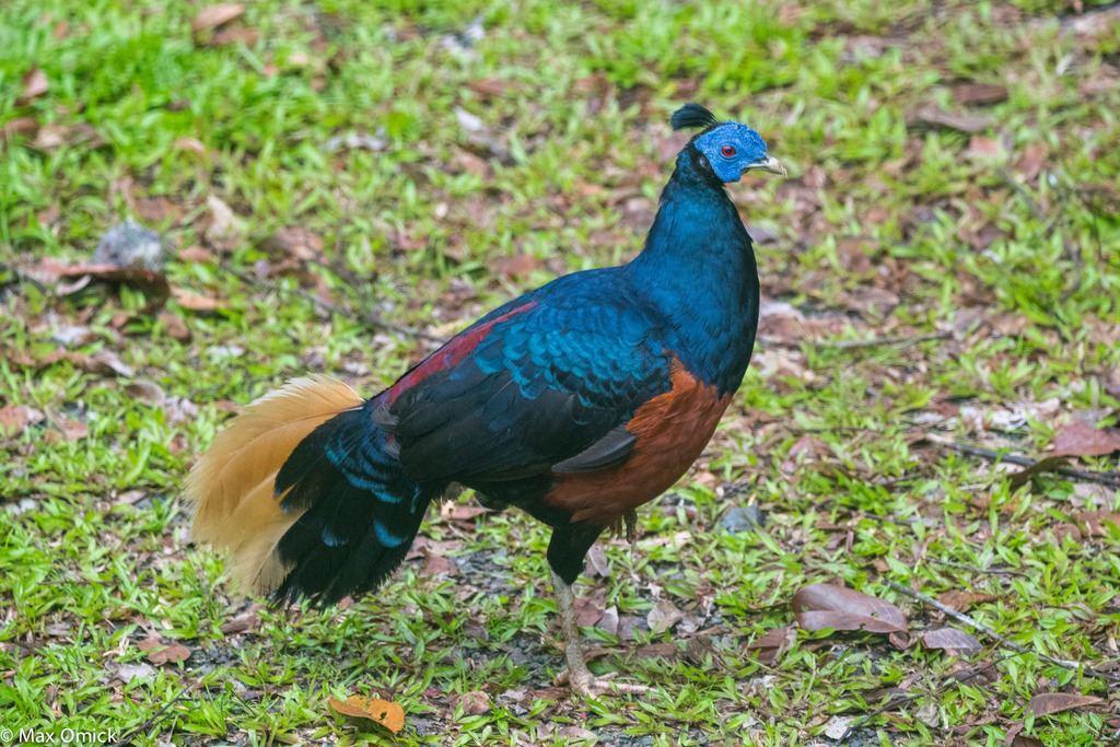 Bornean Crested Fireback photo