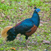 Bornean Crested Fireback - Photo (c) Max Omick, all rights reserved, uploaded by Max Omick