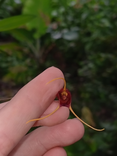 Masdevallia thienii