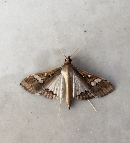 Mung Bean Moth