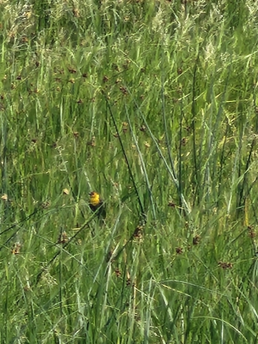 Yellow-headed Blackbird