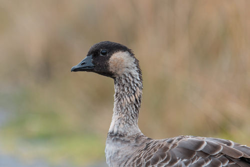 Hawaiian Goose