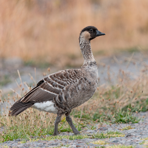 Hawaiian Goose