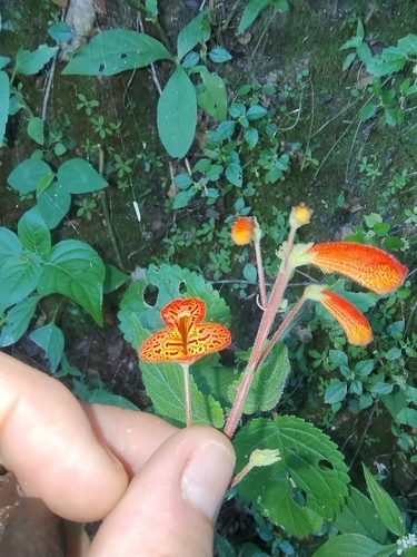 Sinningia nordestina