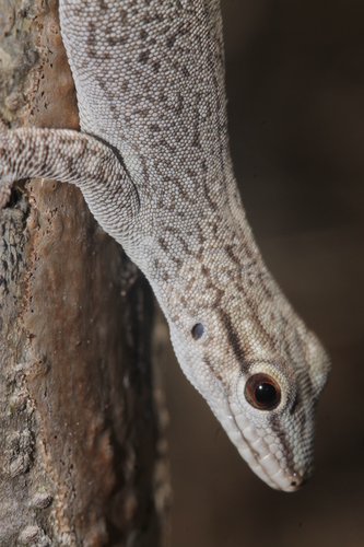 Anja Day Gecko