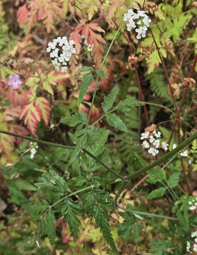 upright hedge-parsley