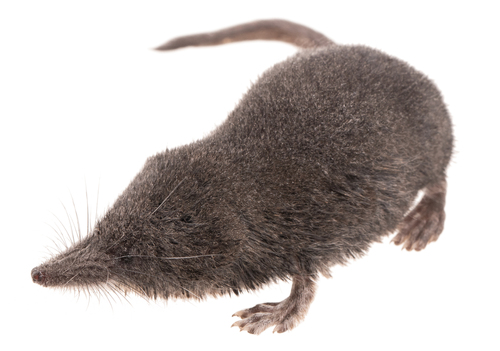 Western Water Shrew (Sorex navigator) — Data Deficient Mammalia