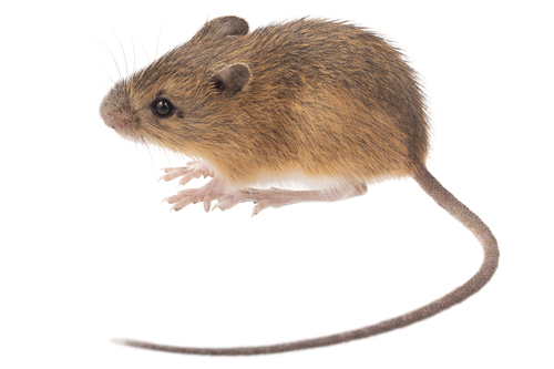 Southern Pacific Jumping Mouse (Zapus pacificus) — Data Deficient Mammalia