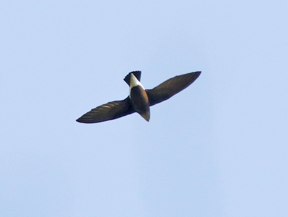 Silver-backed Needletail photo