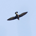 Silver-backed Needletail - Photo (c) David Beadle, all rights reserved, uploaded by dbeadle