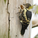 Black-and-buff Woodpecker - Photo (c) David Beadle, all rights reserved, uploaded by David Beadle