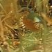 Hydrornis soror - Photo (c) David Beadle, todos los derechos reservados, subido por David Beadle