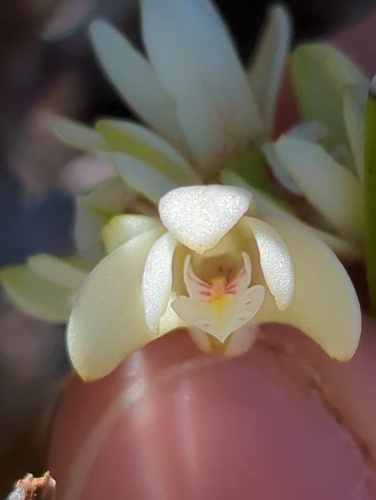 Dendrobium macropus