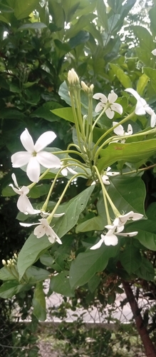 Rangoon Creeper