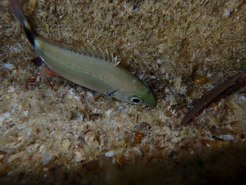 Oblada melanurus