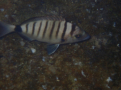 Diplodus puntazzo