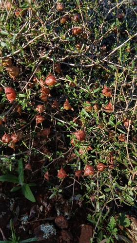Dodonaea amplisemina