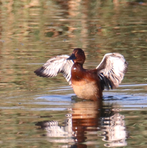 Ferruginous Duck