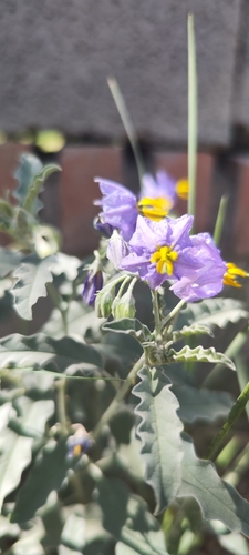 silverleaf nightshade