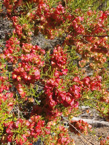 lobed hop-bush