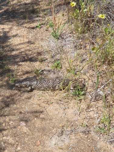 Southwestern Shingleback