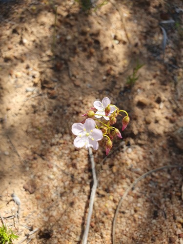 Sturdy Sundew