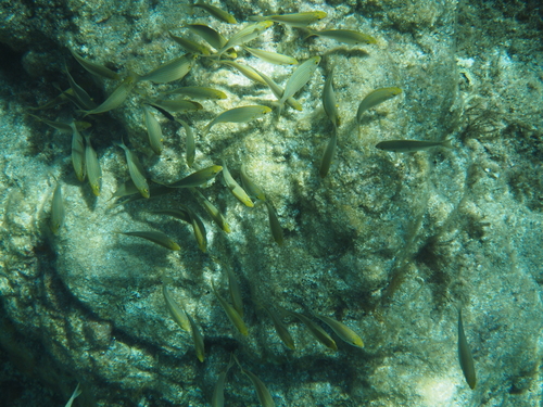 Sarpa salpa