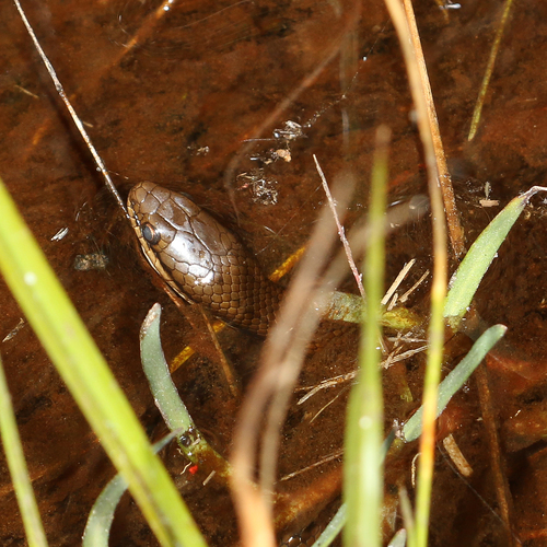 Six-lined Water Snake