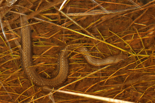 Six-lined Water Snake