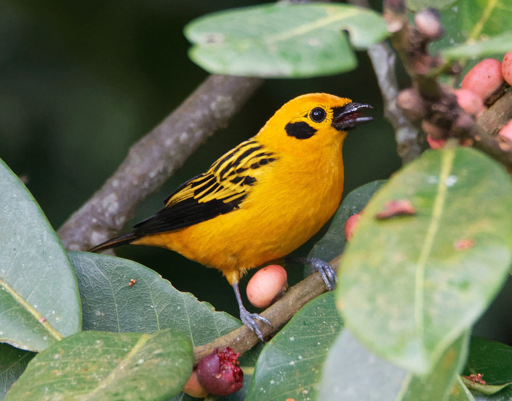 Golden Tanager (Tangara arthus)