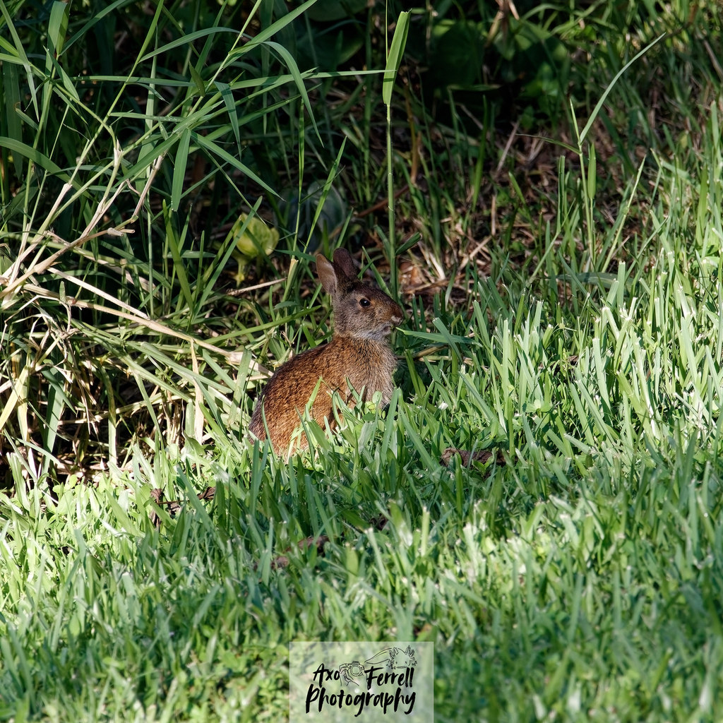 Marsh Rabbit from Harbor Blvd, Kissimmee, FL, US on August 13, 2025 at ...