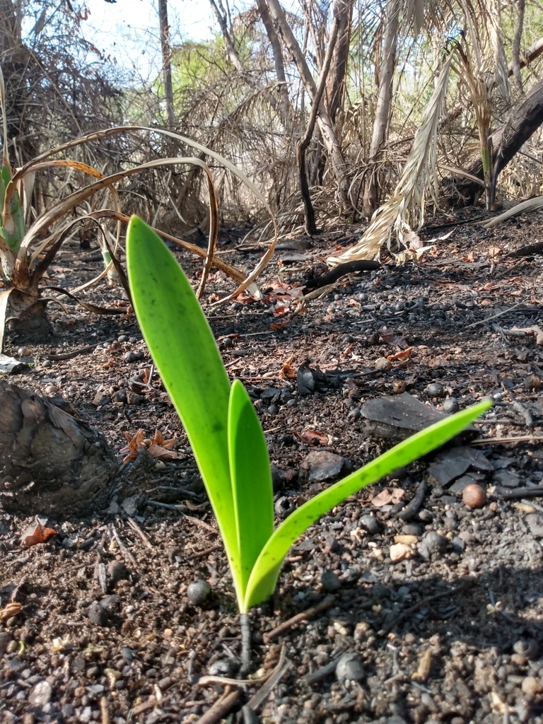 Azucena Roja (Hippeastrum puniceum) · NaturaLista Colombia