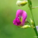 Tephrosia purpurea - Photo (c) Rajib Maulick, todos los derechos reservados, uploaded by Rajib Maulick