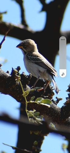 Scaly Weaver