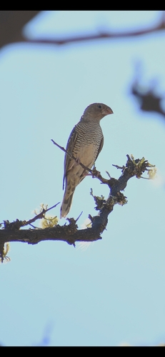 Red-headed Finch
