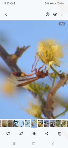 Belonogaster lateritia