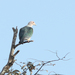 Sunda Green Imperial Pigeon - Photo (c) David Beadle, all rights reserved, uploaded by David Beadle