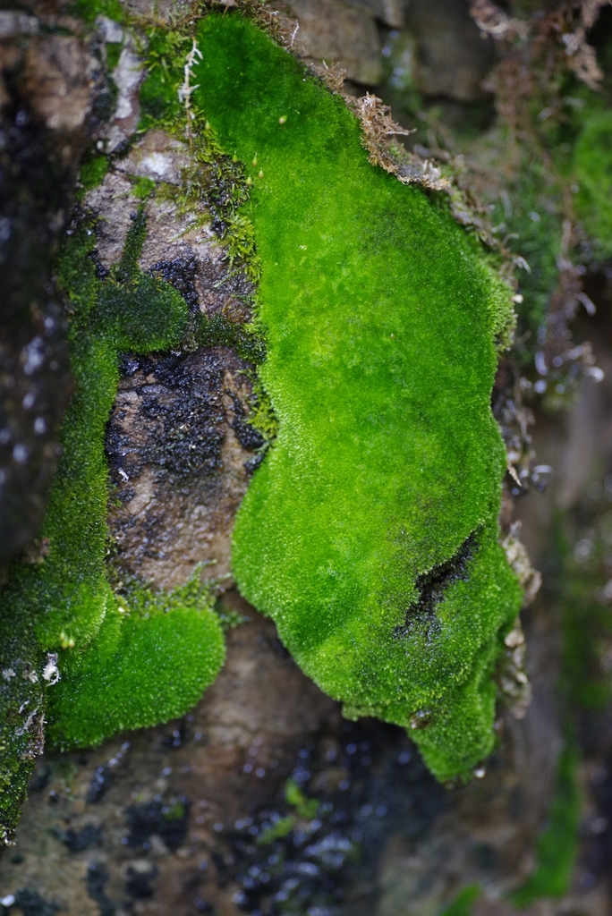 Porsild's Bryum - Photo (c) Michael Rudy, all rights reserved