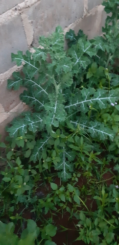 Mexican prickly poppy