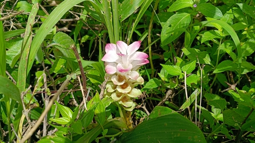 Turmeric